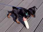 Kleiner Hund mit Gipsverband ...  innviertel 23.07.2011
