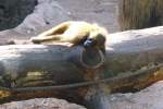 M�der Pavian ...  Willi Dressel 29.07.2011