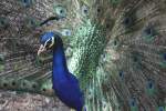 asiatische-pfauen-pavo Blauer Pfau (Pavo cristatus) am 16.6.2010 bei Montemor-o-Velho (Europaradise Parque Zool�gico).