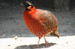 satyrhuhner-tragopan Satyrtragopan (Tragopan satyra) am 16.6.2010 bei Montemor-o-Velho (Europaradise Parque Zool�gico).