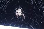Echte Radnetzspinnen Spinne bei Nacht, genaue Gattung wei� ich nicht. aufgenommen am 5.8.2011 bei mir Zuhause