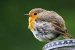 fliegenschnapper Rotkehlchen an einem k�hlen Sommertag im Garten.31.7.2011.