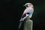 rabenvogel Eichelh�her auf einem Gartenzaunpfahl am 17.6.2011.