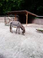 Brauner Esel. Tierpark Gera ...  marcel krawetzke 10.08.2011