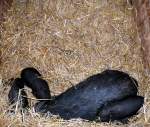 Hangebauchschwein H�ngebauchschwein mit Babys in Gera Tierpark