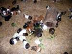 echte-meerschweinchen-cavia Meerschweinchen im Tierpark Gera