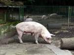 Edelschwein Ein Schwein im Tierpark Gera