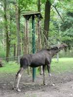 Elche Ein Elch in Triepark Gera