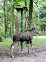 Elche Ein Elch in Triepark Gera