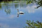 schwane-cygnus Schwan in der Iller in Fischen/Allg�u - 16.07.2011