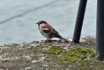 sperlinge Spatz am Rheinufer in K�nigswinter - 26.07.2011