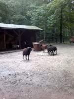 Schafe am 9.8.2011 im Tierpark Gera.  ...
