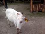 sonstige Hausrinder Ein Ochse. Am 9.8.2011 in Tierpark Gera