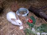 sonstige Hasen in Tierpark Gera