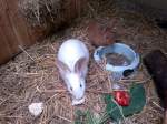 sonstige Hasen in Tierpark Gera