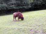 bisons-bison Wisent in Tierpark Gera