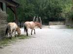 Pferde in Tierpark Gera ...  marcel krawetzke 14.08.2011