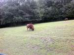 bisons-bison 2 Wisents in Tierpark Gera