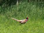 M�nnlicher Fasan (Phasianus colchicus) ...  Volkmar D�ring 14.08.2011