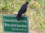 rabenvogel Dohle auf Wangerooge;060831