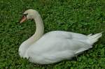 schwane-cygnus bin ich nicht der Sch�nste ?