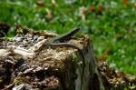 echte-eidechsen-lacertidae eine Eidechse beim Sonnenbad, Aug.2011