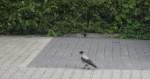 rabenvogel K�nnte schier eine Mischung aus Rbae und Taube sein. Aber das sah mir eher nach Rabe aus. Die Aufnahme machte ich auf dem Parkplatz einer Nettomarktes in Berlin-Tempelhof.