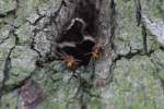 taillenwespen-ameisen-und-wespen Hronissenp�rchen am Eingang zu ihrer 'Wohnung', einem Apfelbaum. Gerade bestaunen sie den ungebetenen Besuch. 18.08.11.