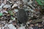 Ein Igel ...  Jonas Steiner 18.08.2011
