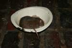 Ratten (Rattus) (1 Fotos)