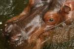 Flusspferde Flusspferd im Noorder Dierenpark in Emmen NL