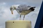 eigentliche-mowen-larus Eine Silberm�we in Norddeich. (12.08.2011)