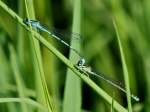 schlanklibellen-coenagrionidae Zwei Libellen auf den Gr�sern am Gartenteich. (13.05.2011)