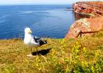 Helgoland, Juli 2006, Silberm�we   ...