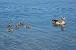 nilgans-alopochen Nilgans mit K�ken auf dem Z�lpicher See - 29.05.2011