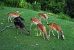 Damhirsche Ein Rudel Rehe auf der Weide beim Schlo� Zeil - Leutkirch 16.07.2011