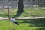 Wei�storch in Rheine-Bentlage, 11.04.2011 ...  Reinhard Zabel 26.08.2011
