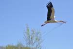 Wei�storch in Rheine-Bentlage, 11.04.2011 ...  Reinhard Zabel 26.08.2011