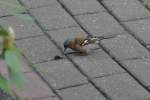 Buchfink im Garten (Rheine-Mesum, ...  Reinhard Zabel 26.08.2011