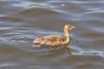 feldganse-anser Graugans-Jungvogel auf der Alster in Hamburg, 03.06.2011