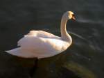 schwane-cygnus Schwan auf dem Neuenburger See, Kanton Waad (21.03.2011)