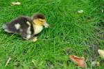 Jungvogel im Park Oude ...  Reinhard Zabel 27.08.2011