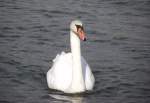 schwane-cygnus Ein Schwan am 30. August 2011 im Main bei Retzbach.