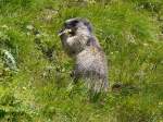 Alpenmurmeltier (Marmota marmota) in ...  Volkmar D�ring 31.08.2011