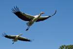 eigentliche-storche-ciconia Weissst�rche im Flug (28.08.2011)
