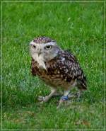 kleinkauze-aegolius H�hleneule (Athene cunicularia). 03.09.2011
