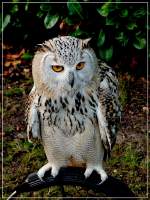 Sibirische Uhu (B. bubo ...  De Rond Hans und Jeanny 05.09.2011