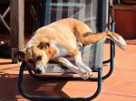 Mischlinge Jannis hat es sich bequem gemacht und d�st in der Sonne des 03.09.2011 auf der Terrassenliege.