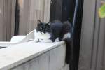 Sonstige Eine der Katzen im Hotel (Palm Beach Hotel | Zypern)