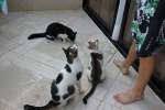 Sonstige Katzen im Hotel (Palm Beach Hotel | Zypern)